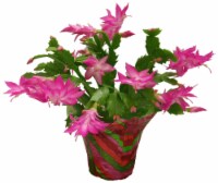 Zygo Cactus