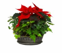 Poinsettia Ivy Bowl Perspective: Main