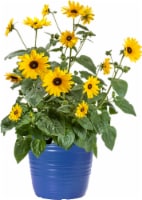 Fresh Live Sunflower Plant in Pot Perspective: Main