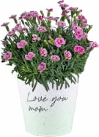 Mother's Day Fresh Dianthus Plant in 'Love you Mom' Container Perspective: Main