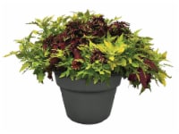 Andy Mast Greenhouses Coleus Planter Perspective: Main