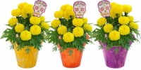 Marigold 6 In Dia De Los Muertos Perspective: Main