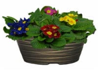 Primrose Plant in Bowl Perspective: Main