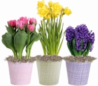Andy Mast Greenhouses Bulb Assorted Tin Perspective: Main