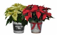 Vintage Tin Potted Poinsettia Perspective: Main
