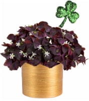 4 Inch Oxalis Perspective: Main