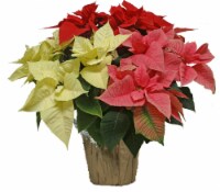 Andy Mast Greenhouses Tri-Color Poinsettia