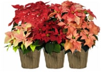 Novelty Poinsettia - Assorted Perspective: Main