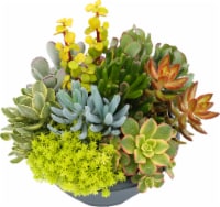 Andy Mast Greenhouse Succulent Perspective: Main