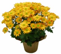 Everyday Mum Potted Plant Perspective: Main