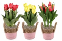 Valentine Basket Potted Tulip - Assorted Perspective: Main