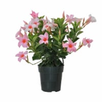 Fresh Dipladenia Tropical Blooming Bush Plant in 10 inch Pot - Colors may vary Perspective: Main