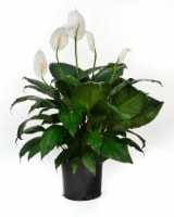 Fresh Spathiphyllum Peace Lily Foliage Plant in 10 inch Pot Perspective: Main
