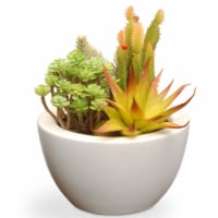 National Tree RAS-XF169W 7.5 in. Succulent in Ceramic Pot