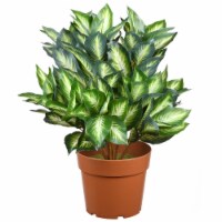 National Tree LH8-700-24 24 in. Green & Brown Potted Artificial Hosta Plant