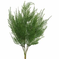 19.5  Green Asparagus Bush - FK170001