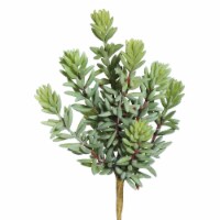 8  Sedum Pick (PK/3) - FE171601
