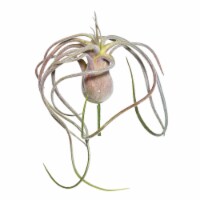 6  Green/Red Flocked Tillandsia Pick - FE172201