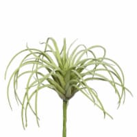5  Tillandsia Pick Pk/6 - FE171801-6