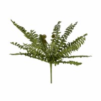 15  Green Boston Fern Bush - FV191815