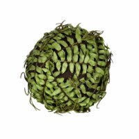 6   Green Boston Fern Ball - FV192303
