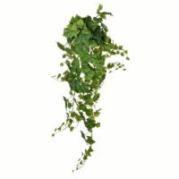 51" Green Grape Ivy Hanging Bush - FZ192151