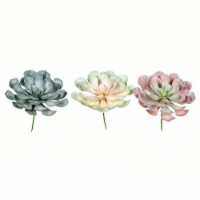 9.5  Peperomia Succulent Asst 3/Pk - FV192809