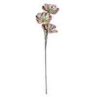34  Brown Peperomia Succulent - FV192935