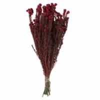 16-22  Red Cotton Phylica Bundle 4Oz
