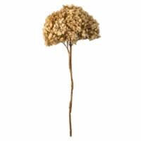 15  Ivory Hydrangea Stem