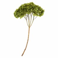 15  Basil Hydrangea Stem