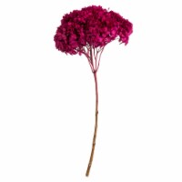 15  Raspberry Hydrangea Stem