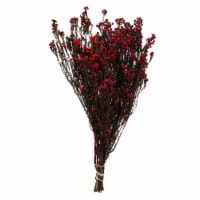 12-22  Red Phylica Bundle 5Oz