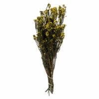 12-22  Yellow Phylica Bundle 5Oz