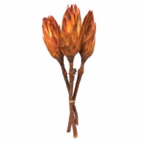 8-12  Nectarine Repens Nat Stem 180/Cs - H1REP775