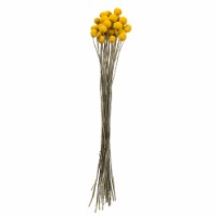 16-18 Yellow Billy Buttons 25-30 Stems