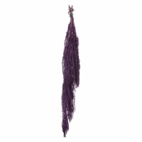 30  Violet Amaranthus Bundle 7Oz