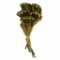 12-16  Yellow/Green Brunia Stems 8Oz