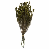 16-22  Basil Cotton Phylica Bundle 8Oz