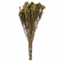 16-22  Yellow Cotton Phylica Bundle 8Oz