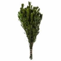 18-24 Spring Green Platys Foliage 10Oz
