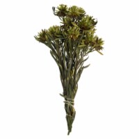 8-20  Basil Plumosum Bundle - 13 Heads