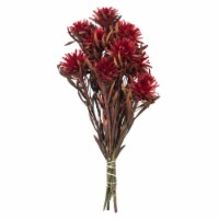 8-20  Red Plumosum Bundle - 13 Heads