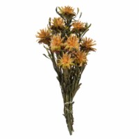 8-20  Aspen Gold Plumosum Bundle-13Heads