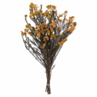16  Aspen Gold Rice Flower Bunch 9.5Oz