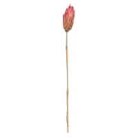 18-24 Erica Pink Repens Reed Stem 20/Pk