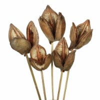 16 Natural Sora Pod Stem 10/Pk