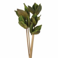 16 Basil Sora Pod Stem 10/Pk