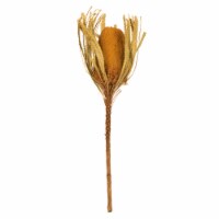 12  Aspen Gold Banksia Dyed 3/Pk