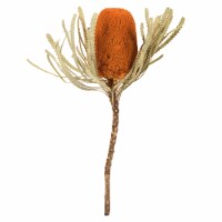 12  Autumn Banksia Flower Stem 3/Pk